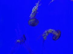 -上海海洋水族馆