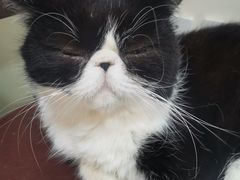 -猫小院猫主题餐厅(南锣旗舰店)