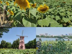-顺峰山公园