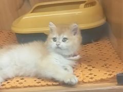 -欣宠猫屋·矮脚拿破仑·蓝金金渐层