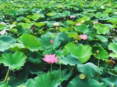 -荷塘月色湿地公园·向阳花洲