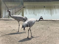 -盐城丹顶鹤湿地生态旅游区