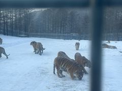 -横道河子东北虎林园