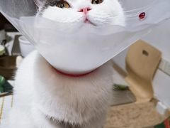-宠爱国际动物医院·消化内科·心肾内科·ISFM猫友好(望京店)