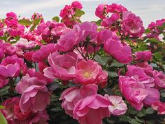 -上海滨江森林公园