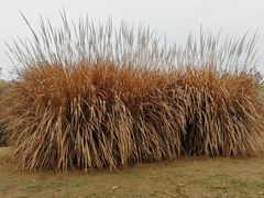 -盘龙城国家考古遗址公园