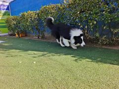 -宠物寄养训练学校