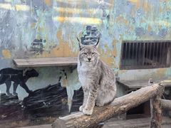 -青藏高原野生动物园