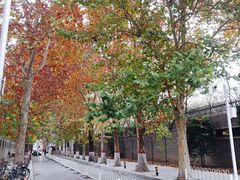 -三里屯东五街银杏大道