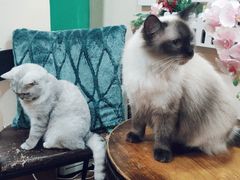 -李小姐の猫咖啡馆(五角场店)