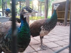 -山东艺术学院(长清校区)