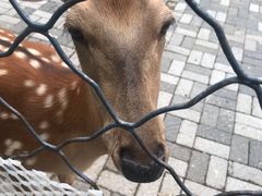 -长白岛森林公园