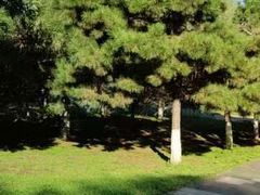 -长白岛森林公园