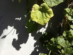 android_upload_pic-百花深处胡同