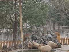 -合肥野生动物园