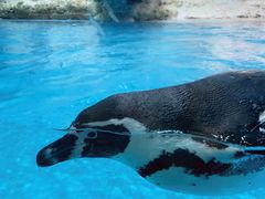 -帝企鹅自助餐厅•儿童岛•真企鹅(长隆企鹅酒店)