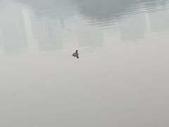 -重庆彩云湖湿地公园