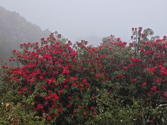 -贵州百里杜鹃风景名胜区