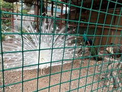-西双版纳总佛寺