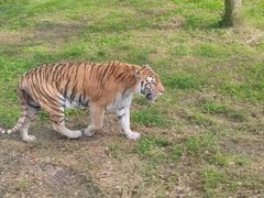 -上海野生动物园