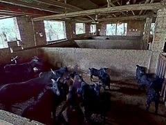 -大京袁记烤全羊农家(大京水库店)