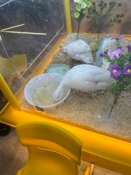 -神奇动物撸宠馆·羊驼·小浣熊·异宠(豫园店)
