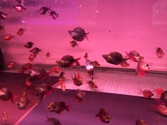 -中环花鸟鱼虫市场