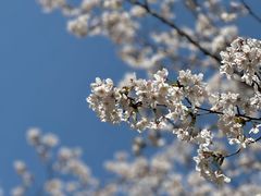 -高东镇樱花园