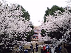 -武汉大学-樱园