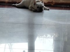 -宠颐生·恒爱宠物医院(静海店)
