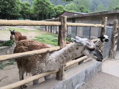 -西安秦岭野生动物园