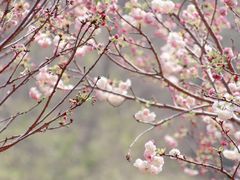 -天适樱花悠乐园