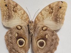 -上海昆虫博物馆