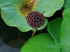 -莲花池公园