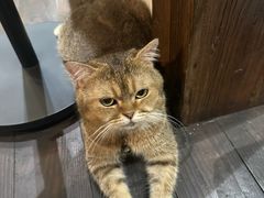 -艾贝尔宠物医院·狂犬免疫点(江山金象城店)
