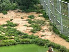 -西霞口神雕山野生动物世界