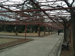 -嘉定紫藤园