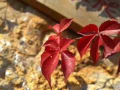 -武清南湖绿博园