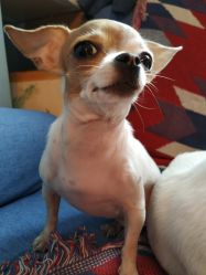 -椿树下·Tattoo纹身工作室