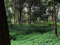 -杭州植物园