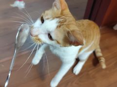 -楼上猫咖(罗湖店)