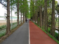 -上海长兴岛郊野公园