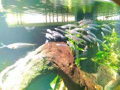 -太平洋海底世界