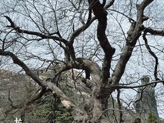 -青岛崂山太清宫