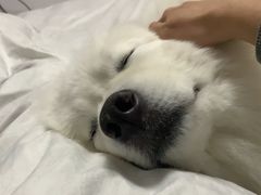 -PETKIT小佩宠物·低压洗护(国顺东路店)