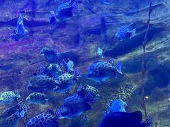 -珠海长隆海洋王国
