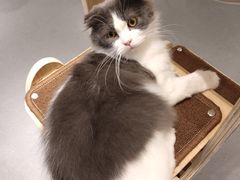 -飞行喵MR PILOT|猫舍·猫咖(静安大融城店)