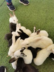 -萌宠亲子动物乐园(槐房万达店)