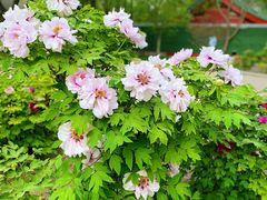 -莲花池公园