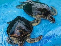 -北戴河圣蓝海洋公园